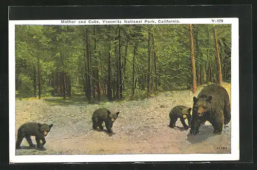 AK Yosemite National Park, Bärenmutter mit Ihren Jungen