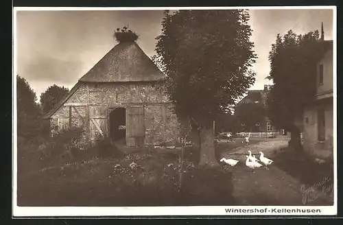 AK Kellenhusen, Am Gehöft Wintershof, Pelikane auf dem Dach