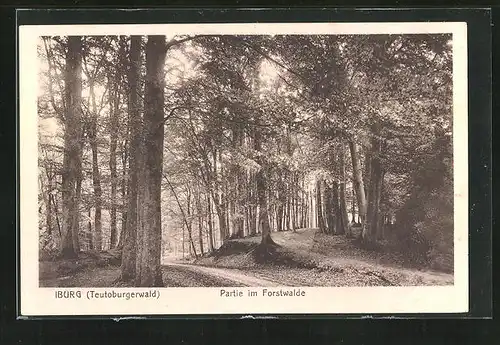 AK Iburg / Teutoburgerwald, Partie im Forstwalde