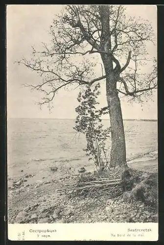 AK Sestrcretzk, Au bord de la mer, ein Baum am Ufer, Rotes Kreuz Russland