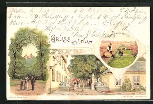 Lithographie Erfurt, Durchblick im Steiger & Steigergarten mit Brunnenkress-Kulturen