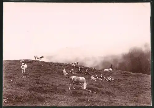 Fotografie Fotograf unbekannt, Ansicht Col de Chamossaire, weidende Kühe auf dem Berg