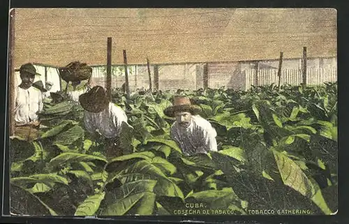 AK Cuba, Feldarbeiter bei der Tabak-Ernte