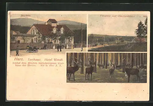 AK Torfhaus / Harz, Hotel Wendt mit Brocken, Försterei und Oberförsterei, Hirsche