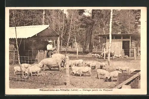 AK Ménestreau-en-Villette, Elevage porcin du Moynard