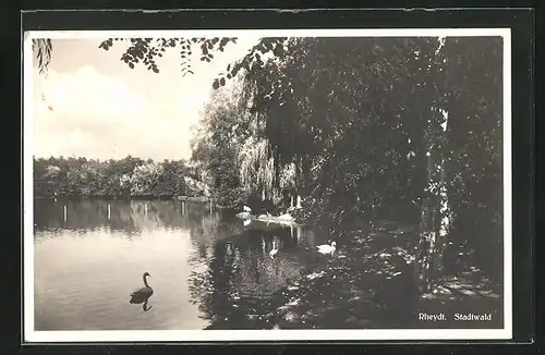 AK Rheydt, Uferpartie mit Schwänen im Stadtwald