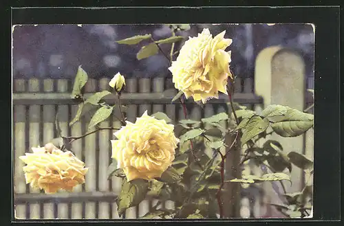 Künstler-AK Photochromie Nr. 701: Gelbe Rosenblüten im Detail