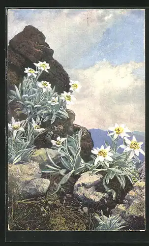 Künstler-AK Photochromie Nr. 1322: Leontopodium alpinum