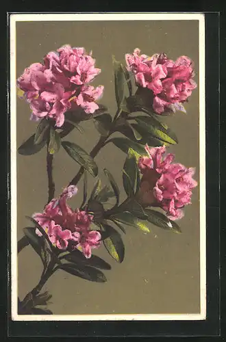 Künstler-AK Photochromie Nr. 1826: Gebunder Blumenstrauss mit rosa Blüten