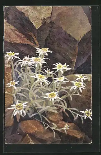 Künstler-AK Photochromie Nr. 1222: Leontopodium alpinum, Alpenflora