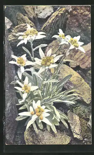 Künstler-AK Photochromie Nr. 1223: Leontopodium alpinum, Alpenflora