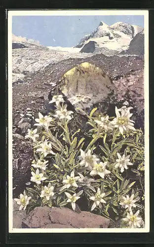 Künstler-AK Photochromie Nr. 1224: Leontopodium alpinum, Alpenflora