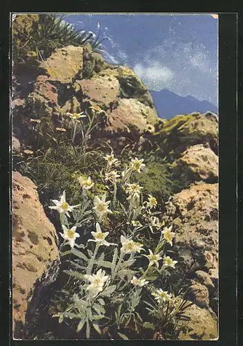 Künstler-AK Photochromie Nr. 1227: Leontopodium alpinum, Alpenflora