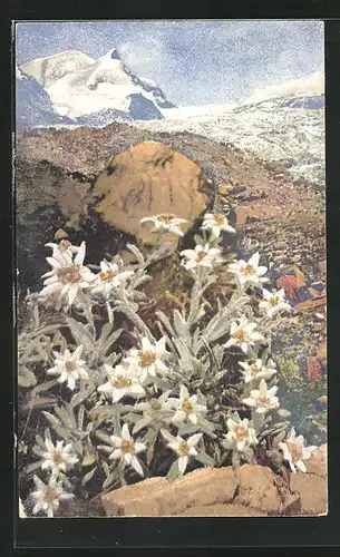 Künstler-AK Photochromie Nr. 1228: Leontopodium alpinum, Alpenflora