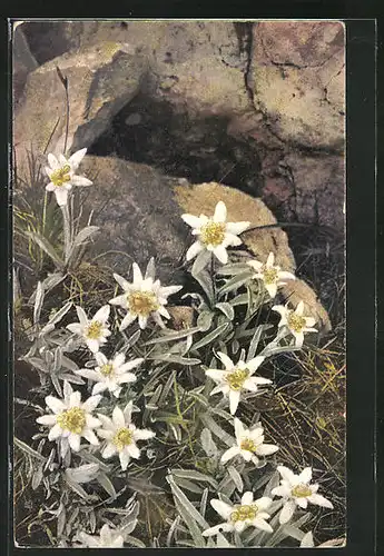 Künstler-AK Photochromie Nr. 1229: Leontopodium alpinum, Alpenflora