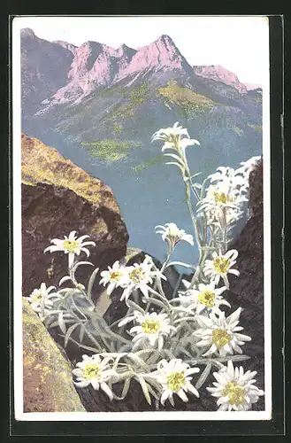 Künstler-AK Photochromie Nr. 1221: Leontopodium alpinum, Alpenflora