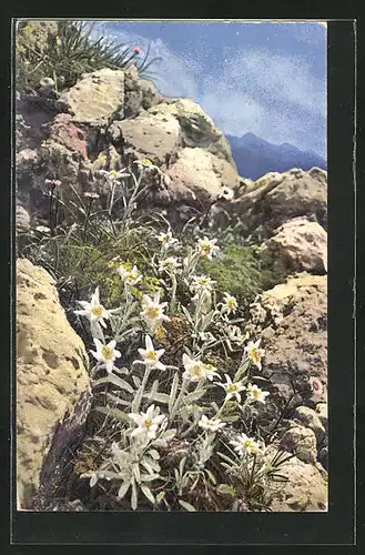 Künstler-AK Photochromie Nr. 1208: Leontopodium alpinum, Alpenflora