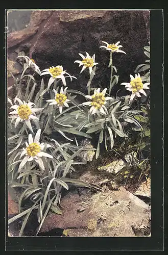 Künstler-AK Photochromie Nr. 1185: Leontopodium alpinum, Alpenflora