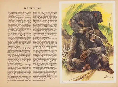Sammelalbum 51 Bilder, Unser Zoo, Berliner Morgenpost, Bären, Leoporad, Orang-Utan, Nashorn, Lama, Hyäne