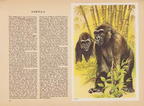 Sammelalbum 51 Bilder, Unser Zoo, das neue Sammelalbum der Berliner Morgenpost, Affe, Nashorn, Nilpferd, Zebra