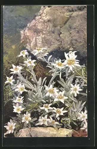 Künstler-AK Photochromie Nr. 1209: Leontopodium alpinum, Edelweiss