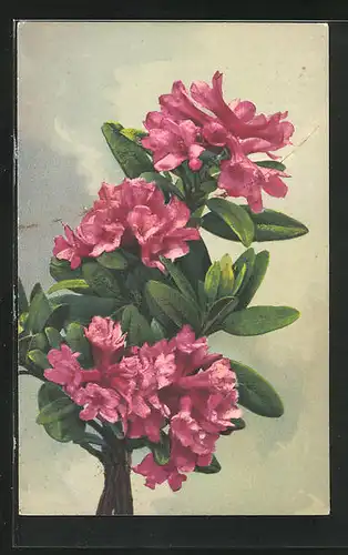 Künstler-AK Photochromie Nr. 1374: Rhododendron