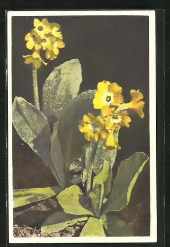 Künstler-AK Photochromie Nr. 1554: Primula auricula