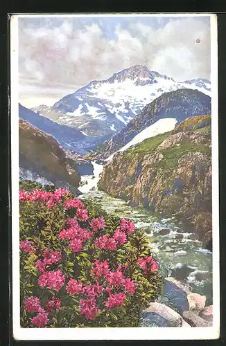 Künstler-AK Photochromie Nr. 1507: Alpenrose am Gr. St. Bernhard