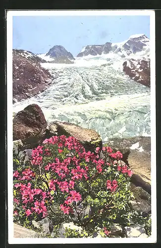 Künstler-AK Photochromie Nr. 1500: Almenrausch am Persgletscher (Engadin)