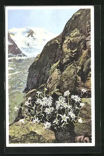 Künstler-AK Photochromie Nr. 1455: Edelweiss im Engadin (Berninagruppe)