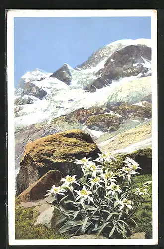 Künstler-AK Photochromie Nr. 1480: Edelweiss im Engadin