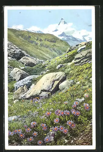 Künstler-AK Photochromie Nr. 1477: Alpenaster auf der Fluhalp bei Zermatt