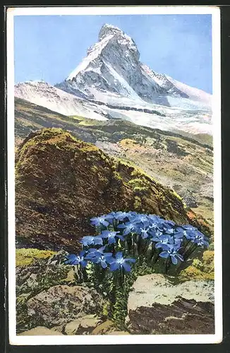 Künstler-AK Photochromie Nr. 1476: Bayrischer Enzian am Matterhorn