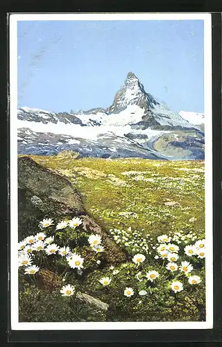 Künstler-AK Photochromie Nr. 1473: Alpen-Wucherblume am Gorner Grat bei Zermatt