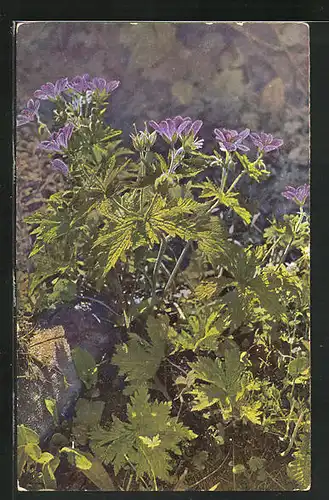 Künstler-AK Photochromie Nr. 1426: Geranium sylvaticum