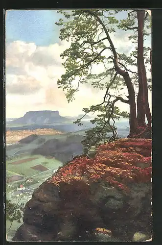 Künstler-AK Photochromie Nr. 2204: Alte Kiefer im Gebirge
