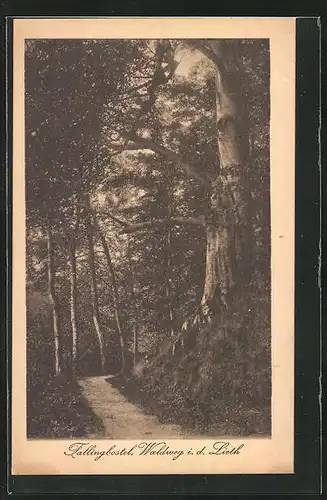 AK Fallingbostel, Waldweg in der Lieth