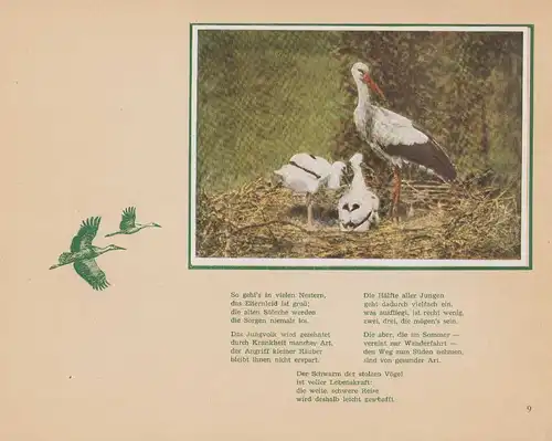 Sammelalbum 16 Bilder, Freund Adebar, Ein naturkundliches Lebensbild in Versen, Hans von der Nordmark, Storch