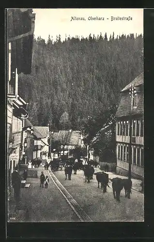 AK Altenau / Oberharz, Breitestrasse mit Zigarrengeschäft und Rinderherde