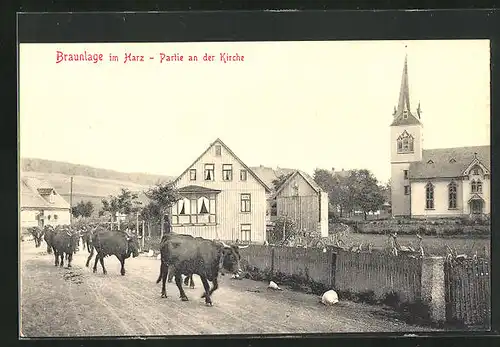 AK Braunlage / Harz, Ortspartie mit Kuhherde an der Kirche