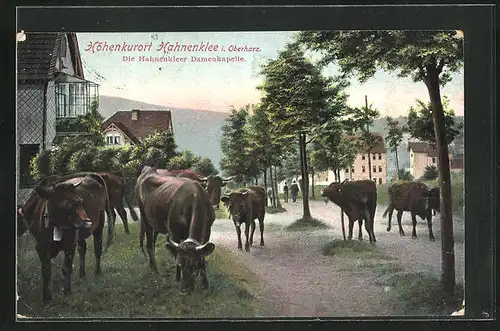 AK Hahnenklee / Harz, Damenkapellen & Rinder