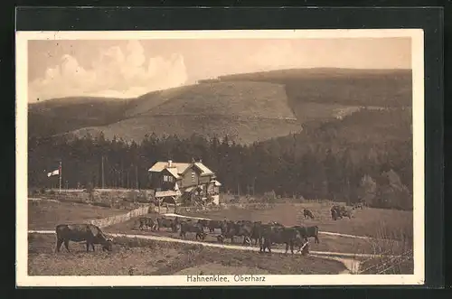 AK Hahnenklee / Oberharz, Bauernhaus mit Kuhherde