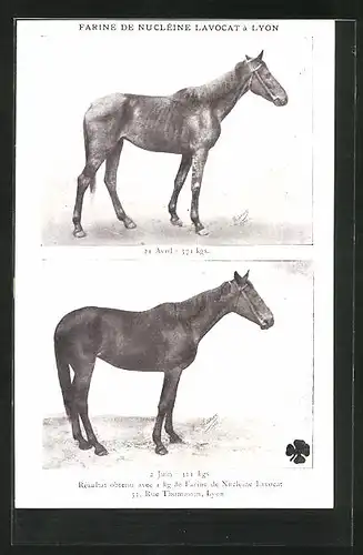AK Reklame für Gewichtszunahme beim Pferd, Farine de Nucléine Lavocat à Lyon