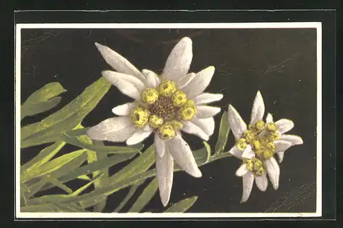 Künstler-AK Photochromie Nr. 1861: Edelweiss