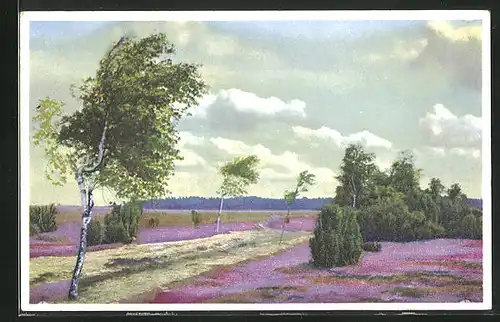 Künstler-AK Photochromie Nr. 4978: Landschaft mit blühender Heide