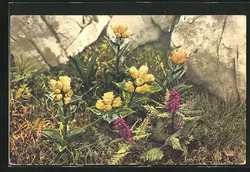 Künstler-AK Photochromie Nr. 914: Gentiana punctata, Pedicularis recutita