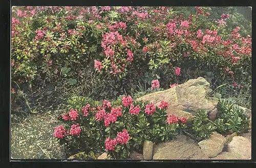 Künstler-AK Photochromie Nr. 955: Rhododendron hirsutum