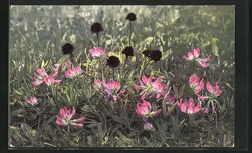 Künstler-AK Photochromie Nr. 953: Nigritella nigra