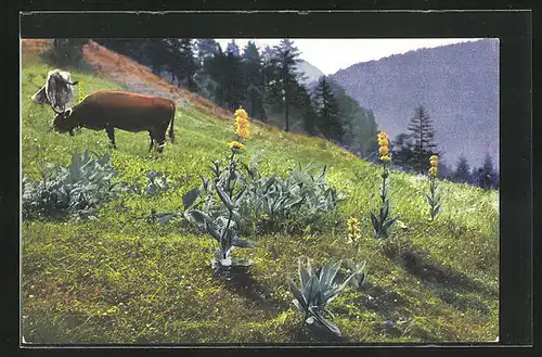 Künstler-AK Photochromie Nr. 1202: Gentiana lutea