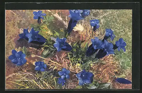 Künstler-AK Photochromie Nr. 1188: Gentiana verna